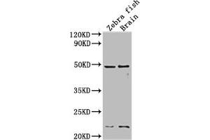 Western Blot Positive WB detected in: Zebra fish, Zebra fish brain tissue All lanes:egfra antibody at 1:2000 Secondary Goat polyclonal to rabbit IgG at 1/50000 dilution Predicted band size: 43 kDa Observed band size: 43 kDa (egfra anticorps  (AA 21-389))