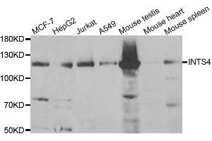 Western Blotting (WB) image for anti-Integrator Complex Subunit 4 (INTS4) antibody (ABIN1980355) (INTS4 anticorps)