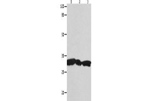 Western Blotting (WB) image for anti-14-3-3 gamma (YWHAG1) antibody (ABIN2431698) (14-3-3 gamma anticorps)