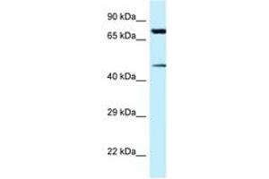 Image no. 1 for anti-Cadherin-Like 22 (CDH22) (AA 111-160) antibody (ABIN6747765) (CDH22 anticorps  (AA 111-160))