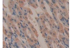 Detection of C4 in Mouse Stomach Tissue using Polyclonal Antibody to Complement Component 4 (C4)