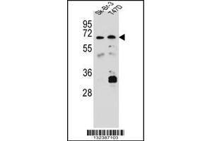 Western blot analysis in Sk-Br-3,T47D cell line lysates (35ug/lane).
