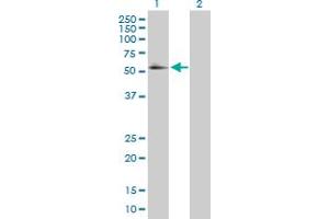 Western Blot analysis of RXRA expression in transfected 293T cell line by RXRA MaxPab polyclonal antibody.