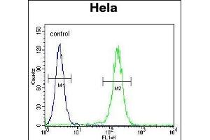 LARS Antibody (N-term) (ABIN655157 and ABIN2844775) flow cytometric analysis of Hela cells (right histogram) compared to a negative control cell (left histogram).