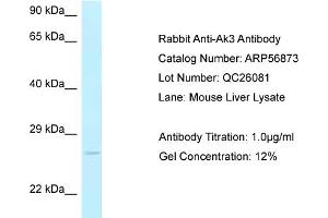 Western Blotting (WB) image for anti-Adenylate Kinase 3 (AK3) (C-Term) antibody (ABIN2786951) (Adenylate Kinase 3 anticorps  (C-Term))