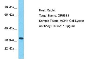 Host: Rabbit Target Name: OR56B1 Sample Type: ACHN Whole Cell lysates Antibody Dilution: 1. (OR56B1 anticorps  (Middle Region))
