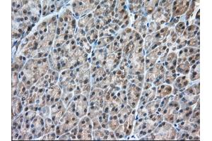Immunohistochemical staining of paraffin-embedded Human liver tissue using anti-C9orf41 mouse monoclonal antibody. (C9orf41 anticorps)