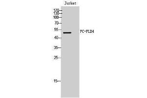 Western Blotting (WB) image for anti-Phospholipase D4 (PLD4) (C-Term) antibody (ABIN3176801) (Phospholipase D4 anticorps  (C-Term))