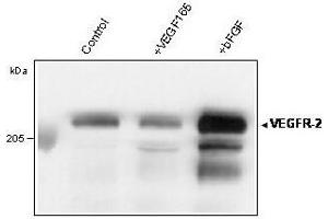 Western blot analysis of immunoprecipitated VEGFR-2/KDR from total lysate of HUVECs using anti-human VEGFR-2 Clone 4 (ABIN155179) (VEGFR2/CD309 anticorps  (Extracellular Domain))