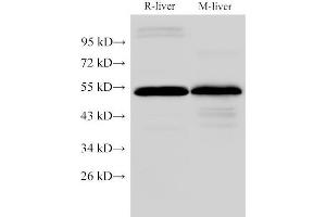 Western Blot analysis of Rat liver and Mouse liver using FGG Polyclonal Antibody at dilution of 1:2000 (FGG anticorps)