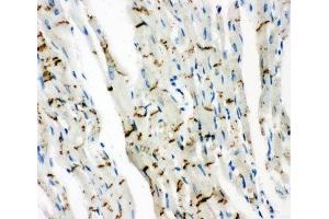 IHC-P: Cx43 antibody testing of rat heart tissue