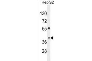 Western Blotting (WB) image for anti-SEC13 Homolog (SEC13) antibody (ABIN2995810) (SEC13 anticorps)