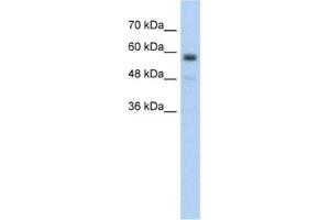 Western Blotting (WB) image for anti-Transmembrane Protein 8B (TMEM8B) antibody (ABIN2462586) (TMEM8B anticorps)