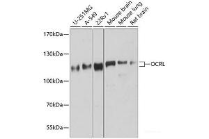 Western blot analysis of extracts of various cell lines using OCRL Polyclonal Antibody at dilution of 1:1000. (OCRL anticorps)