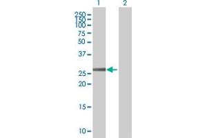 Western Blot analysis of OR2C1 expression in transfected 293T cell line by OR2C1 MaxPab polyclonal antibody.