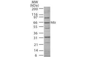Western blot analysis of IkappaBZeta using antibody at 3 µg/ml in mouse RAW cell lysate