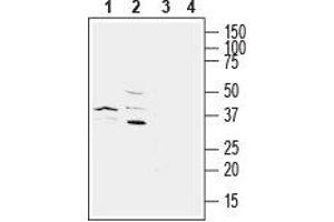 Western blot analysis of mouse BV-2 microglia cell line lysate (lanes 1 and 3) and rat brain membranes (lanes 2 and 4): - 1,2.