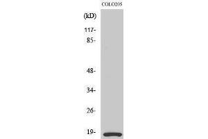 Western Blotting (WB) image for anti-Myosin, Light Chain 12B, Regulatory (MYL12B) (Ser1179) antibody (ABIN3176088) (MYL12B anticorps  (Ser1179))