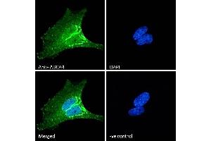 ABIN343052 Immunofluorescence analysis of paraformaldehyde fixed HeLa cells, permeabilized with 0.