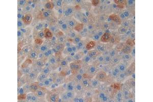 Used in DAB staining on fromalin fixed paraffin- embedded liver tissue (CHGB anticorps  (AA 448-664))