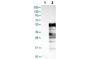 Western blot analysis of Lane 1: Negative control (vector only transfected HEK293T lysate), Lane 2: Over-expression Lysate (Co-expressed with a C-terminal myc-DDK tag (~3. (ELK3 anticorps)