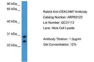WB Suggested Anti-CEACAM7  Antibody Titration: 0.