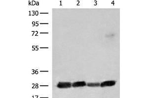 Western blot analysis of 231 K562 Jurkat and Raji cell lysates using CD48 Polyclonal Antibody at dilution of 1:550 (CD48 anticorps)