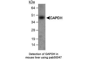 Image no. 1 for anti-Glyceraldehyde-3-Phosphate Dehydrogenase (GAPDH) antibody (ABIN363356) (GAPDH anticorps)