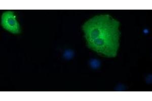 Immunofluorescence (IF) image for anti-Short Chain Dehydrogenase/reductase Family 9C, Member 7 (SDR9C7) antibody (ABIN1500841) (SDR9C7 anticorps)