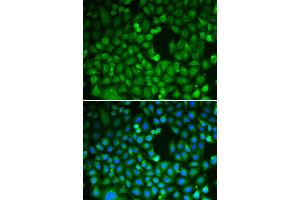 Immunofluorescence (IF) image for anti-CDC5 Cell Division Cycle 5-Like (S. Pombe) (CDC5L) antibody (ABIN1876740) (CDC5L anticorps)