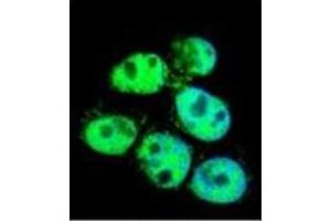 Flow cytometric analysis of Hela cells using PPIC Antibody (Center) Cat. (PPIC anticorps  (Middle Region))