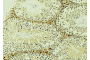 ABIN6268948 at 1/100 staining Mouse testis tissue by IHC-P. (LC3B anticorps  (N-Term))