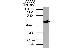 Image no. 1 for anti-Neurotensin Receptor 2 (NTSR2) (AA 100-390) antibody (ABIN5027390)