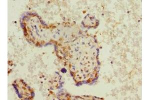 Immunohistochemistry of paraffin-embedded human placenta tissue using ABIN7163046 at dilution of 1:100 (PHF11 anticorps  (AA 1-292))