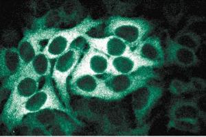 Immunofluorescence staining of HeLa cells (Human cervical epitheloid carcinoma, ATCC CCL-2. (BUB1B anticorps  (AA 276-388))