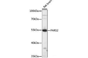 Western blot analysis of extracts of Rat brain using PARS2 Polyclonal Antibody at dilution of 1:1000. (PARS2 anticorps)