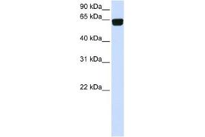 PIGT antibody used at 1 ug/ml to detect target protein. (Prolipoprotein Diacylglyceryl Transferase anticorps  (C-Term))