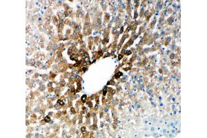Anti-Cytochrome P450 2E1 antibody, IHC(P) IHC(P): Rat Liver Tissue (CYP2E1 anticorps  (N-Term))