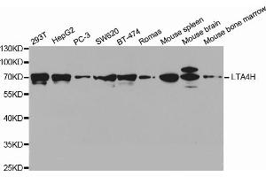 Western blot analysis of extracts of various cell lines, using LTA4H antibody. (LTA4H anticorps)