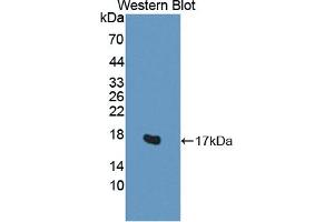 Detection of Recombinant H2AFV, Human using Polyclonal Antibody to H2A Histone Family, Member V (H2AFV)