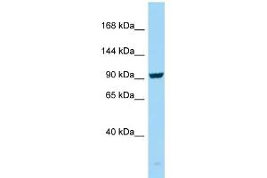 WB Suggested Anti-SEZ6 Antibody Titration: 1.