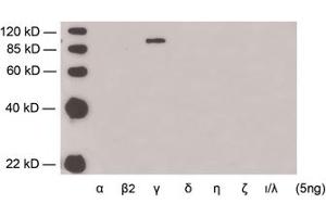Western blot analysis of recombinant protein of'PKC'soforms usingRabbit Anti-PKCgamma Polyclonal Antibody (ABIN398582) demonstrating the isoform-specificity of this antibody. (PKC gamma anticorps)