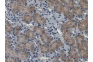 IHC-P analysis of Mouse Kidney Tissue, with DAB staining. (Calpain 5 anticorps  (AA 26-343))