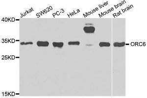 Western blot analysis of extracts of various cell lines, using ORC6 antibody. (ORC6 anticorps  (AA 1-252))