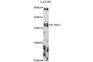Western blot analysis of extracts of U-251MG cells, using PLXNA3 antibody (ABIN6290798) at 1:1000 dilution. (Plexin A3 anticorps)
