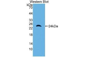 Western Blotting (WB) image for anti-alpha 1 Microglobulin/bikunin precursor (AMBP) (AA 18-202) antibody (ABIN1077775) (AMBP anticorps  (AA 18-202))
