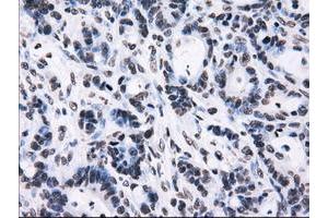 Image no. 9 for anti-Replication Protein A2, 32kDa (RPA2) antibody (ABIN1500736) (RPA2 anticorps)