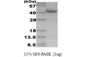 SDS-PAGE (SDS) image for Hypoxia Inducible Factor 1, alpha Subunit (Basic Helix-Loop-Helix Transcription Factor) (HIF1A) (AA 530-826) protein (ABIN666839)