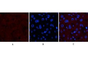 Immunofluorescence analysis of human liver tissue. (Collagen IV anticorps)