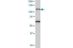 JMY monoclonal antibody (M05A), clone 5B6 Western Blot analysis of JMY expression in Hela S3 NE .